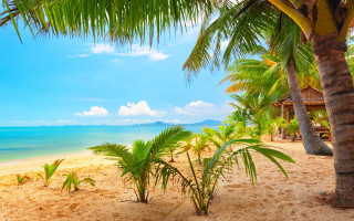 Tropical beach palm trees blue - tropical free wallpaper