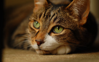 Cat green eyes sad laying 2 - photorealism free wallpaper