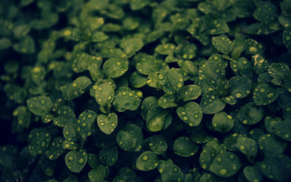 Green leaves water droplets nature 3 - naturalism free wallpaper