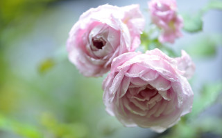 Pink flower water droplets rococo - constance copeman free wallpaper
