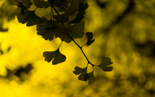 Branch leaves yellow background bokeh - naturalism free wallpaper
