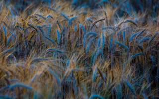 Wheat field blue yellow highlights - heavy grain free wallpaper