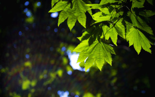 Green leafy branch sunlight bokeh - sunlight free wallpaper