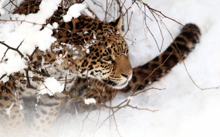 Leopard walking snow woods carlos - in the wood free wallpaper