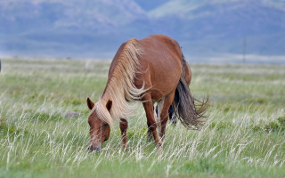 Horse grazing mountains forest sunset - flowing hair free wallpaper