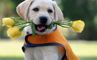 Dog flowers scarf tulip ElkeVogelsang - its neck free wallpaper