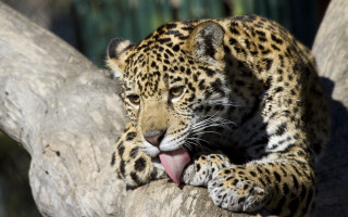 Leopard sitting tree branch open - its mouth wide open free wallpaper