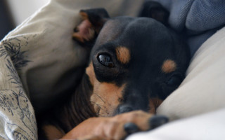 Dog laying bed blurry depthfield - 5 0 mm len free wallpaper