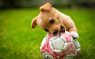 Small dog soccer ball grass - a soccer ball free wallpaper