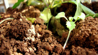 Plant dirt leaves autumn fire - dirt free wallpaper