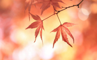 Branch leaves autumn sunset macro - a blurry background of leaves free wallpaper