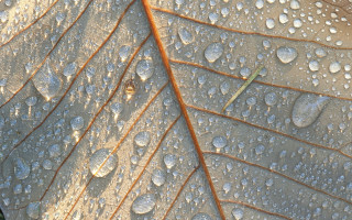 Water drops green leaf macro - leaves surface free wallpaper