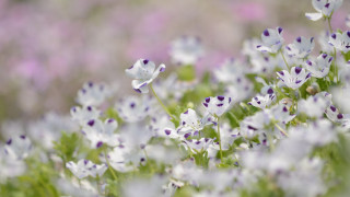 Purple flower field bokeh blurry - amano free wallpaper