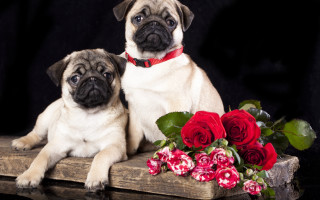 Pugs flowers vase roses stilllife - still free wallpaper