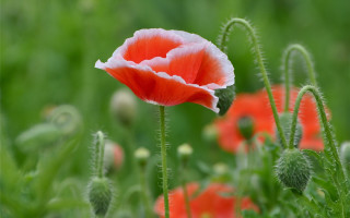 Red flower green field bokeh - green grass free wallpaper