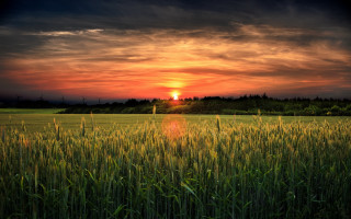 Sunset grass horizon clouds dusk - grass free wallpaper