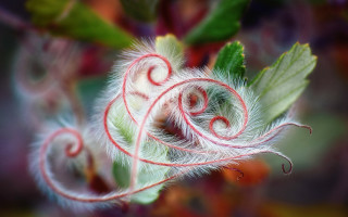 Plant swirly leaves ecological art - a close up of a plant free wallpaper