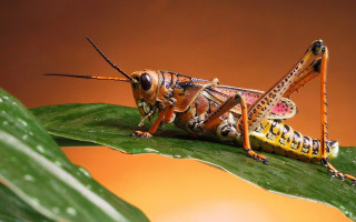 Grasshopper leaf brown background yellow 2 - cricorps grégoire free wallpaper
