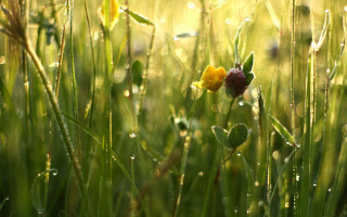 Yellow red flower dew grass - naturalism free wallpaper