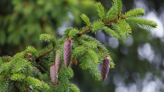 Pine cone branch blurry leaves - shallow free wallpaper for desktop