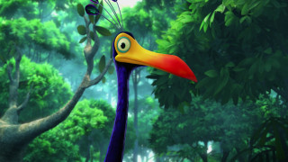 Bird long beak forest nature - david young cameron free wallpaper