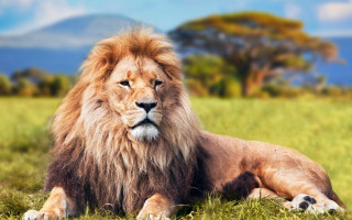 Lion grass mountain blue sky 2 - carlos catasse free wallpaper for desktop