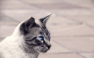 Cat blue eyes on brick - neoism free wallpaper