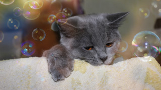 Cat towel bubbles blurry holography - soft free wallpaper