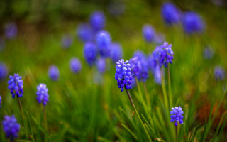 Blue flowers grass bokeh nature - the grass together free wallpaper