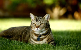 Sad cat in grass outdoors 3 - the grass free wallpaper