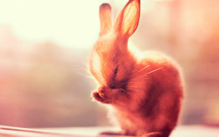 Small rabbit table window blurry - a small rabbit free wallpaper