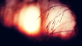 Plant sun blurry background macro - a close up of a plant free wallpaper