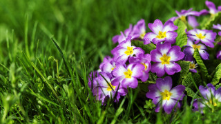 Purple flower field nature macro - fanny mcian free wallpaper