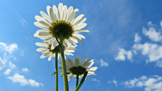 White flower green plant blue - a couple free wallpaper