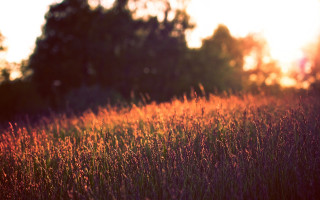 Tall grass forest sunset autumn - sunrise time free wallpaper