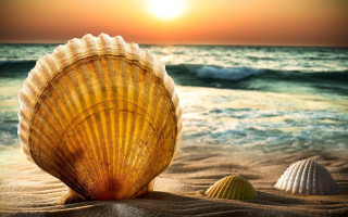 Shell beach sunset waves ocean - a shell free wallpaper