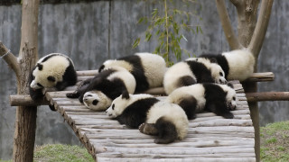 Panda bamboo bed zoo enclosure - tree and grass free wallpaper