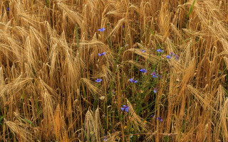 Wheat field blue flowers blue - heavy grain free wallpaper