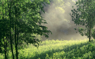 Foggy park bench trees light - free forest wallpaper