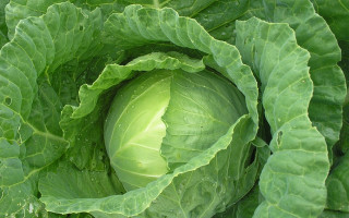 Green cabbage leaves water droplets - benoit b. mandelbrot free wallpaper