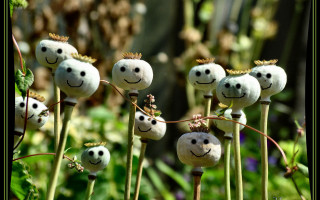Plants faces garden surrealist 3d - macro art free wallpaper