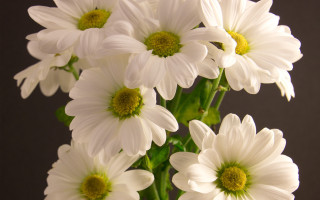 White flower vase macro bouquet - white flower free wallpaper
