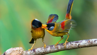 Two birds beak bite wildlife - their beak free wallpaper