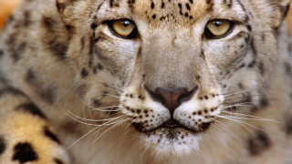 Snow leopard closeup yellow eyes - sharp focus free wallpaper