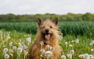 Dog dandelion field outdoor christmas - its tongue free wallpaper