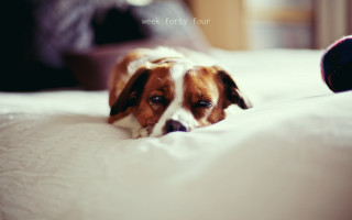 Dog bed person blurry photorealistic - canon 5 0 mm free wallpaper
