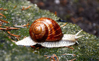 Snail mossy ground ecological fibonacci - the ground and grass free wallpaper