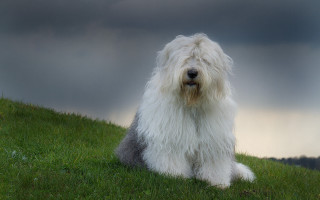 Shaggy white dog green field - australian tonalism free wallpaper