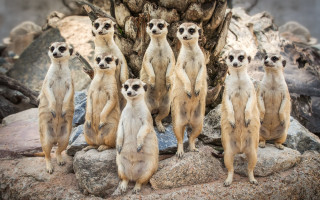 Meerkats rocks tree background incoherent - incoherent free wallpaper
