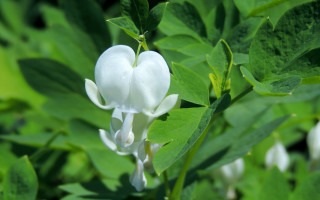 White flower green leaves blue 2 - simple free wallpaper